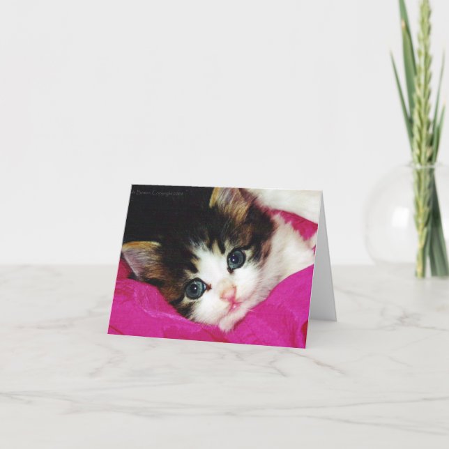 Worlds Cutest Kitten Kort (Framsida)