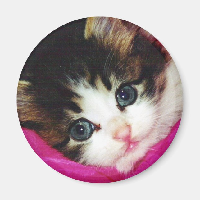Worlds Cutest Kitten Magnet (Framsidan)