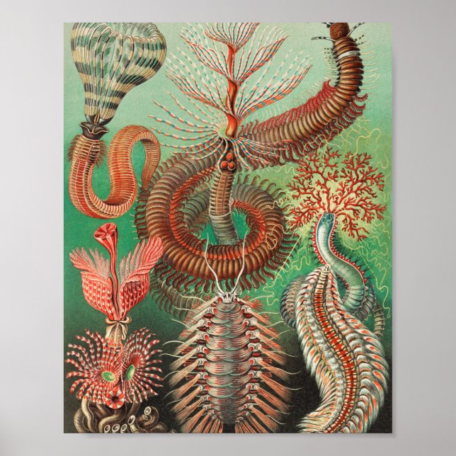 Worms, Annelids Chaetopoda by Ernst Haeckel Poster (Framsidan)
