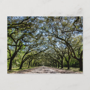 Wormsloe historisk plats, Savannah Georgia Vykort