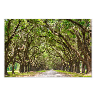 Wormslow Plantation, Savannah, GA Fototryck