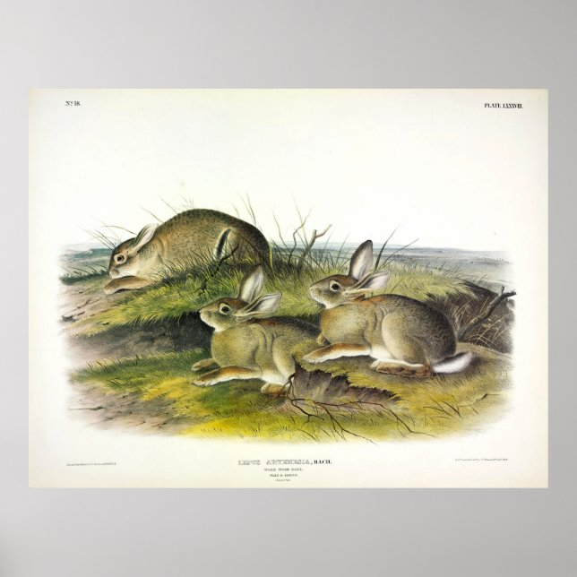Wormwood Hare (Lepus Artemesia) från Audubon Poster (Framsidan)