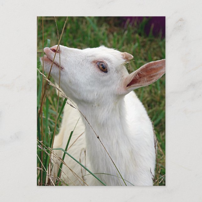 Wow! Grass är längre än jag Vykort (Framsida)