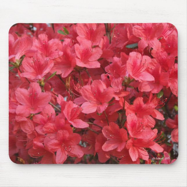 Wow! Musmatta (Framsidan)