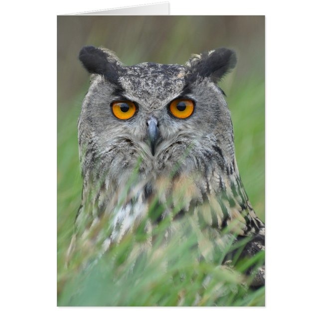 Wowl Hälsningskort (Framsidan)
