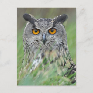 Wowl Vykort