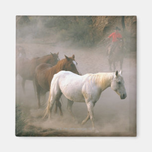 Wrangler med hästar magnet