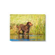 Wrap från Chesapeake Bay Retriever Hunting Hunting