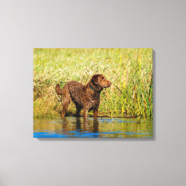 Wrap från Chesapeake Bay Retriever Hunting Hunting Canvastryck