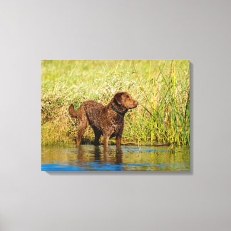 Wrap från Chesapeake Bay Retriever Hunting Hunting Canvastryck