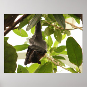 Wraped övre fruktfladdermöss poster