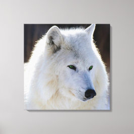 Wrapped Canvas/Grönt Eyed White Varg Canvastryck