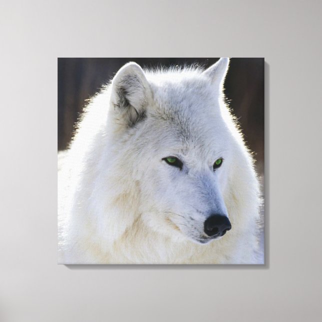Wrapped Canvas/Grönt Eyed White Varg Canvastryck (Framsida)
