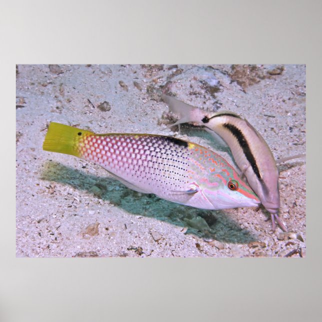 Wrasse för kontrollbord poster (Framsidan)