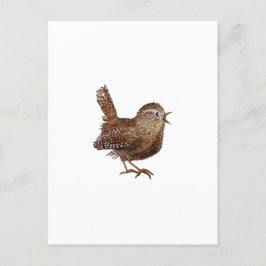 Wren Bird sjunger högt och vackert sång Vykort