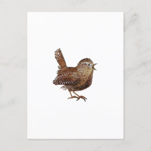 Wren Bird sjunger högt och vackert sång Vykort