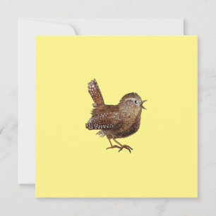 Wren Bird (Troglodytes Troglodytes) Kort