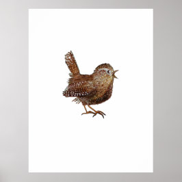 Wren Bird (Troglodytes Troglodytes) Poster