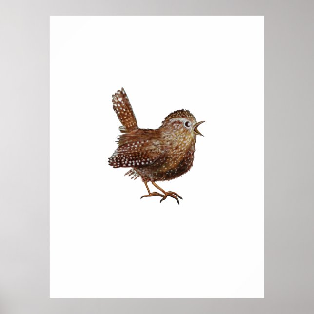 Wren Bird (Troglodytes Troglodytes) Poster (Framsidan)
