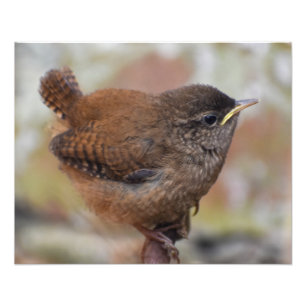 Wren Fototryck