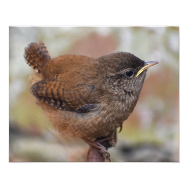 Wren Fototryck (Framsidan)