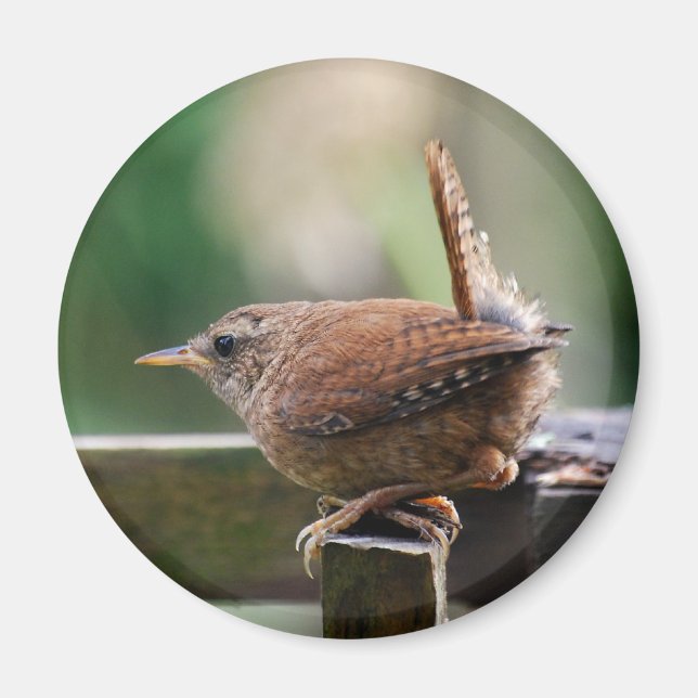 Wren Magnet (Framsidan)