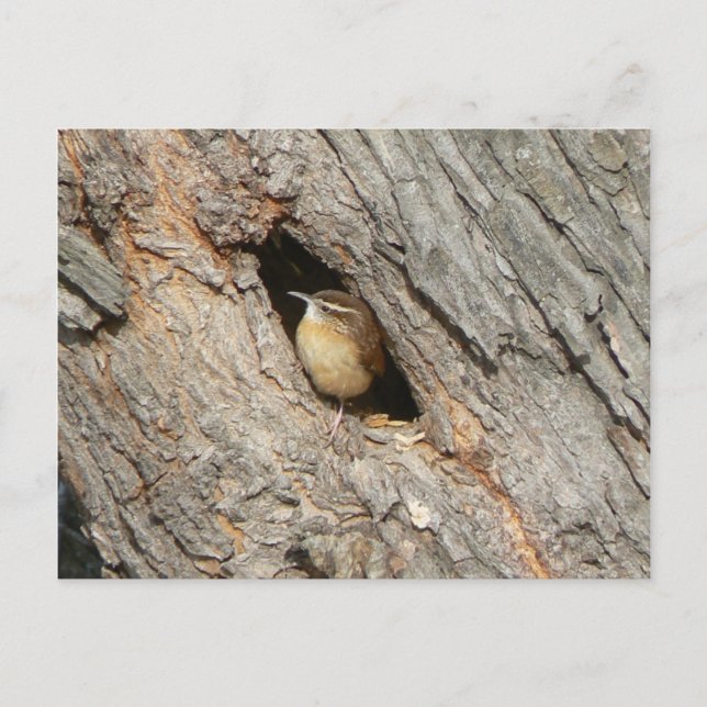 Wren Postcard. Vykort (Framsida)