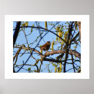 Wren  poster