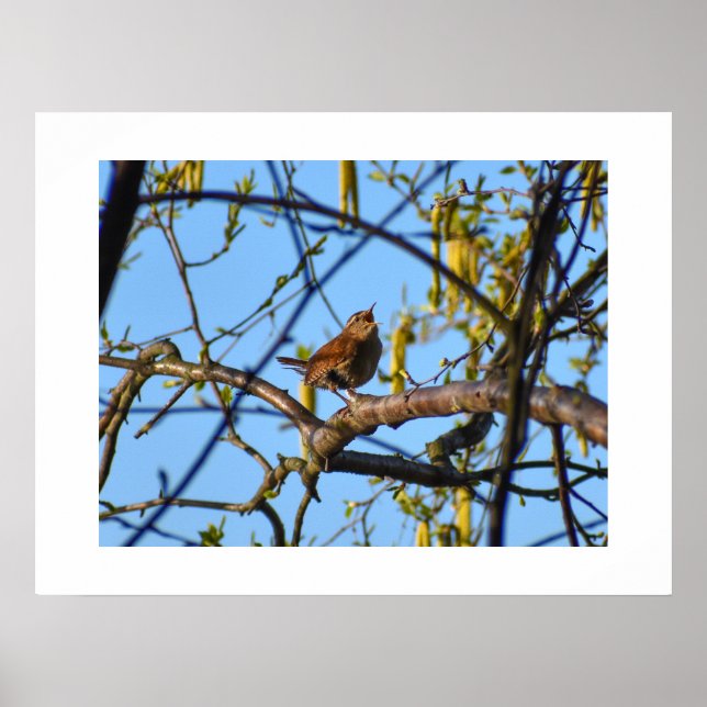 Wren  poster (Framsidan)