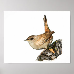 Wren Poster
