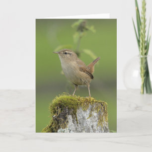 Wren Scotland Kort