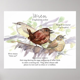 Wren Songbird Study Nature Wildlife Art Poster