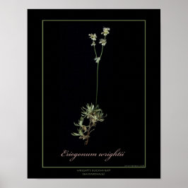 Wright's Buckvete Botanical Art Print Poster