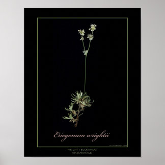 Wright's Buckvete Botanical Art Print Poster