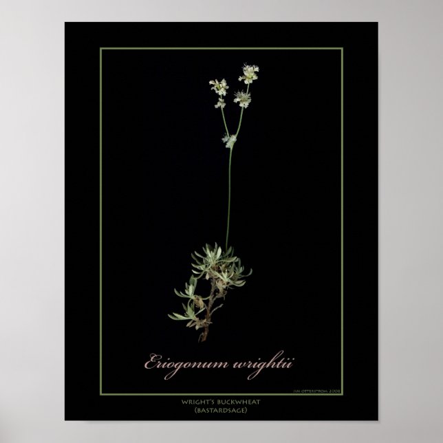 Wright's Buckvete Botanical Art Print Poster (Framsidan)