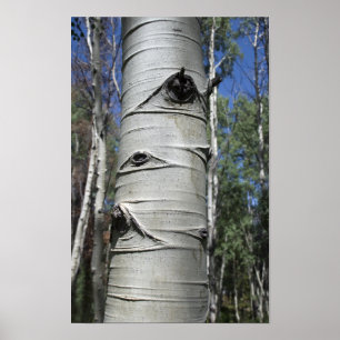 Wrinkled Colorado Aspen Träd Poster