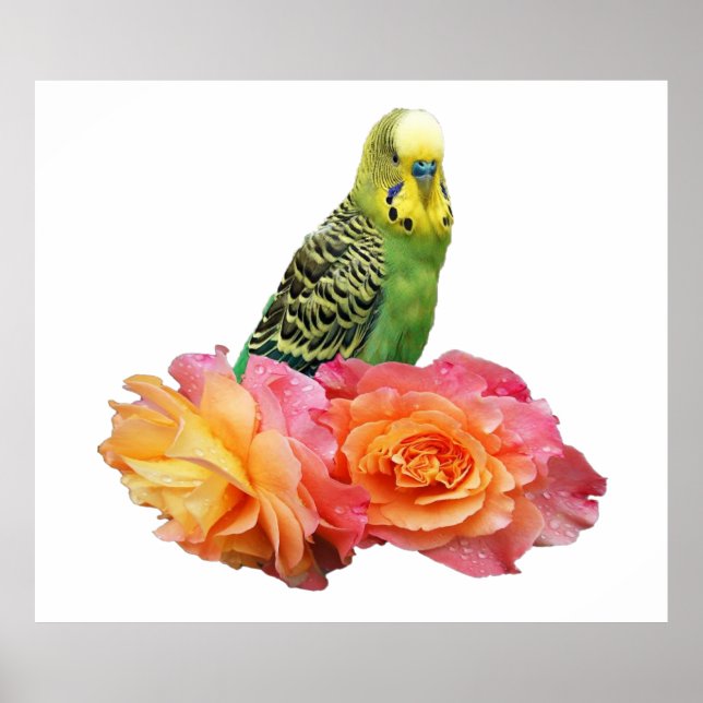 Wunderbares Wellensittich Poster (Framsidan)