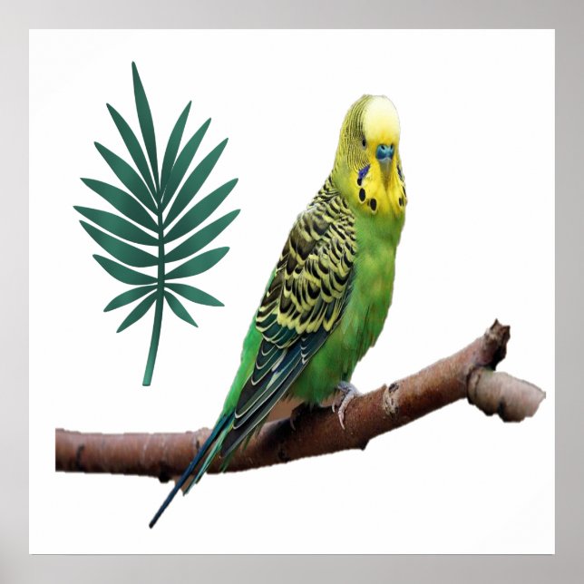 Wunderbares Wellensittich Poster (Framsidan)