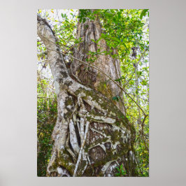 Würgenfikus, Big Cypress National Preserve, FL Poster