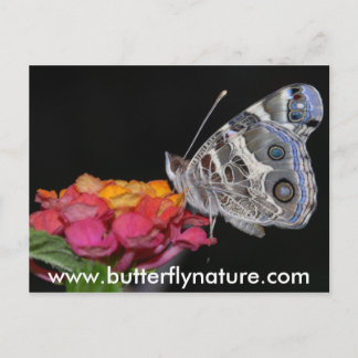 www.butterflynature.com vykort