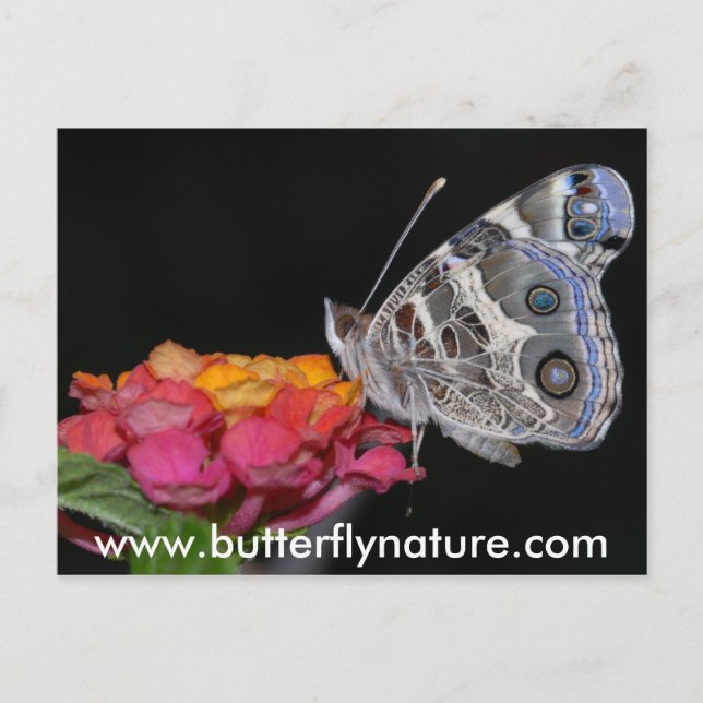 www.butterflynature.com vykort (Framsida)
