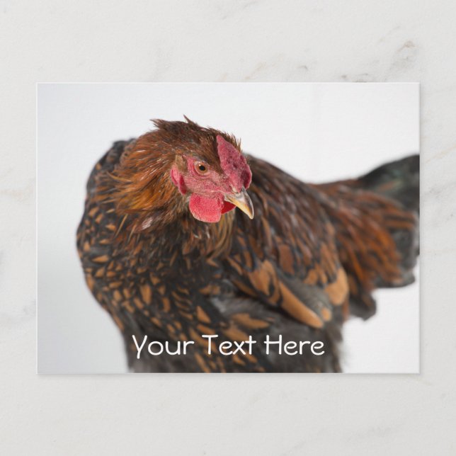 Wyandotte Chicken Vykort (Framsida)