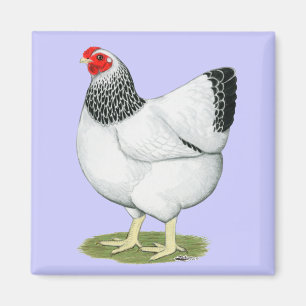 Wyandotte: Columbian Hen Magnet