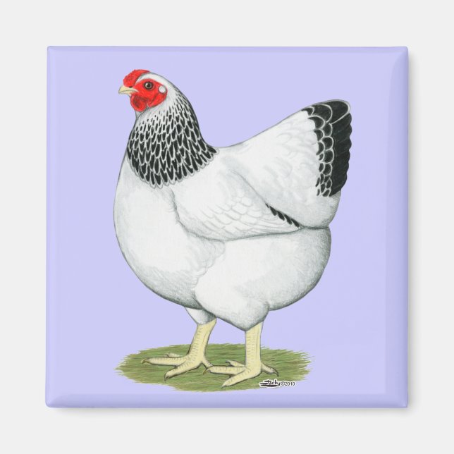 Wyandotte: Columbian Hen Magnet (Framsidan)