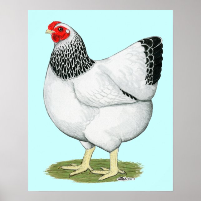 Wyandotte: Columbian Hen Poster (Framsidan)