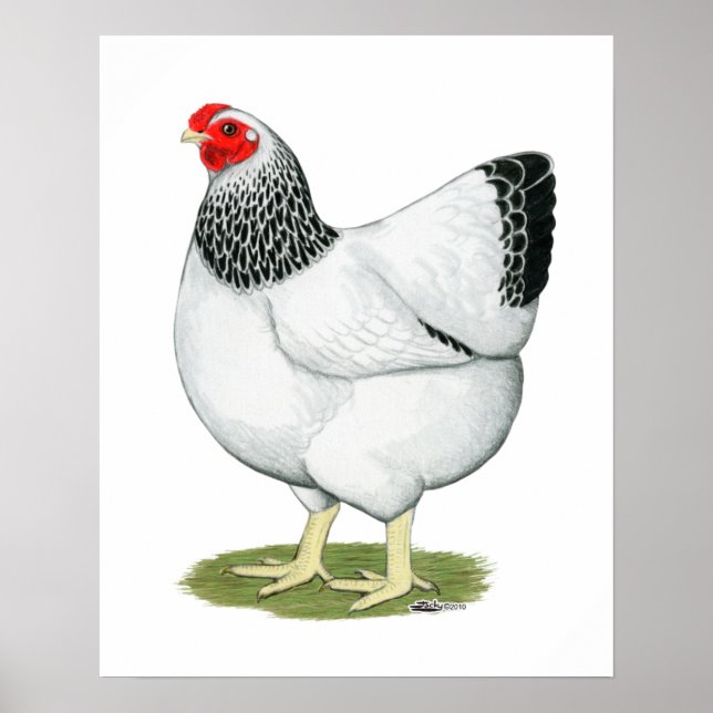 Wyandotte: Columbian Hen Poster (Framsidan)