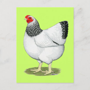 Wyandotte:  Columbian Hen Vykort