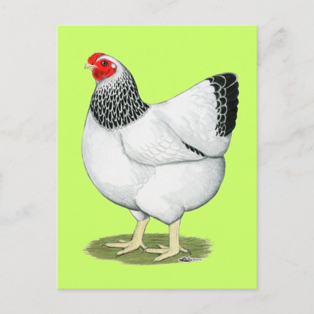 Wyandotte:  Columbian Hen Vykort (Framsida)