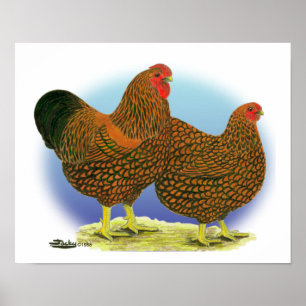 Wyandotte: Golden-laced Pair Poster