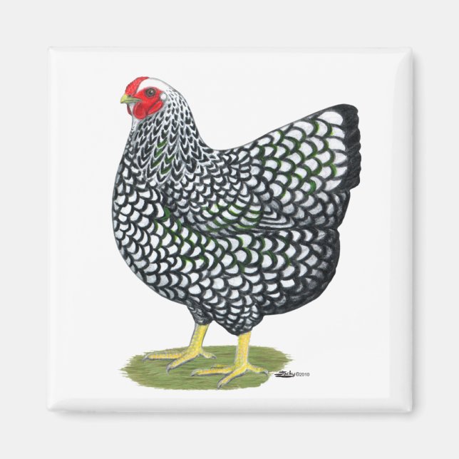 Wyandotte: Silver-laced Hen Magnet (Framsidan)